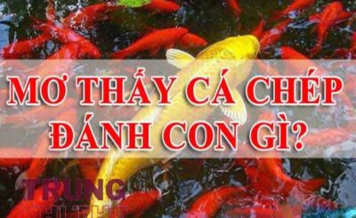 Những con số nên đánh khi mơ thấy cá chép