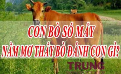 Mơ thấy con bò đánh con gì?