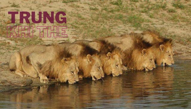 Nằm mơ thấy 1 bầy sư tử cho thấy cuộc sống đầy đủ của bạn