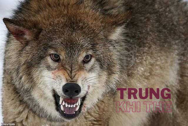Loài chó sói là động vật hoang dữ và gian ác